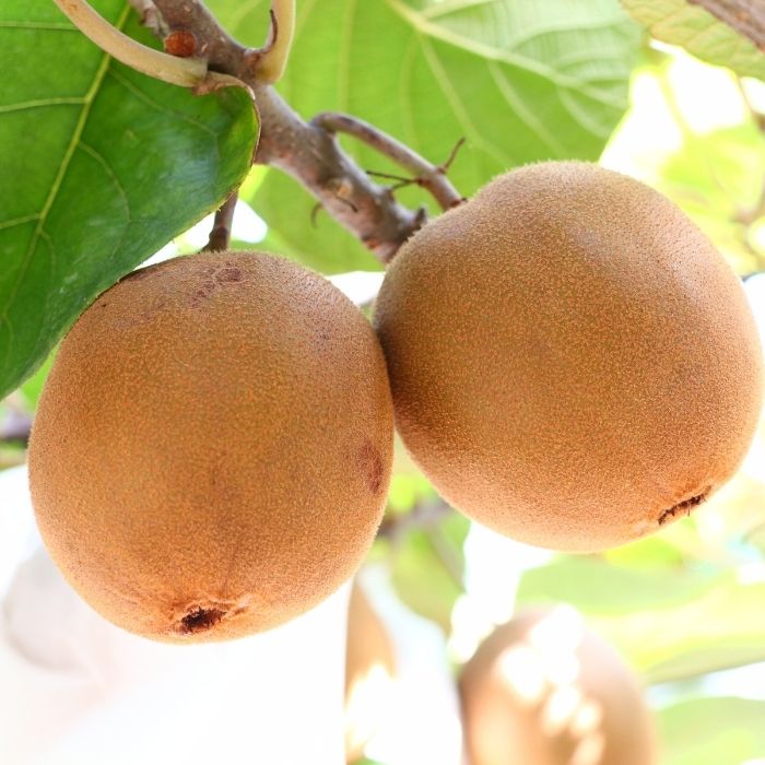 ãã¬ããŽãŒã«ã ããŠã€ãã«ãŒã2.7kgãäºçŽåä»äžïŒä»€å8幎10æäžæ¬é ããçºéïŒããB-60ã