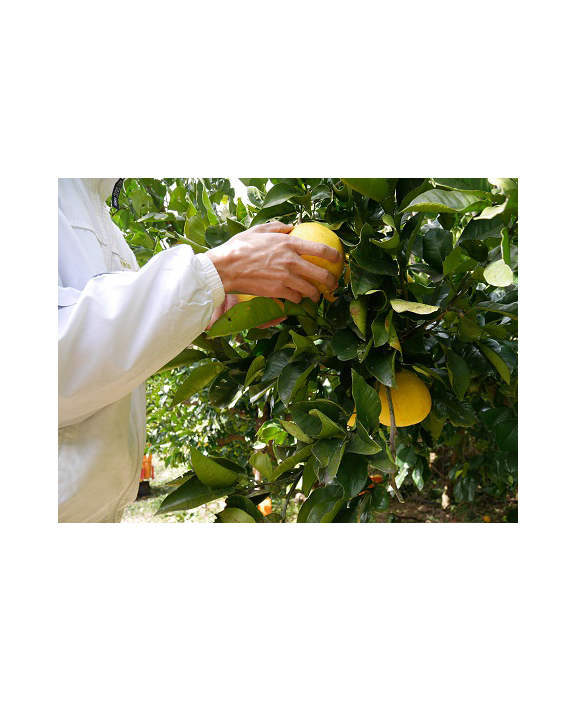 金陵　文旦酒（2本入り）【A-24】