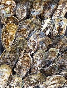 殻付活牡蠣カンカン焼セット3kg(加熱用)【予約受付中：旬にお届け！2026年2月末頃から期間限定出荷！】【H-1】