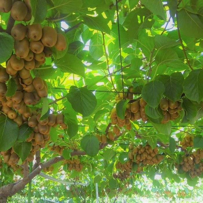 さぬきキウイっこ キウイフルーツ 1.8kg【予約受付中！令和8年11月中旬頃より発送！】【A-114】