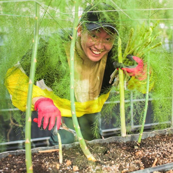 アスパラ王子が育てた自慢のアスパラ「2Lサイズ」1kg（さぬきのめざめ　おおもりや）【予約受付：ご用意でき次第発送】【H-55】