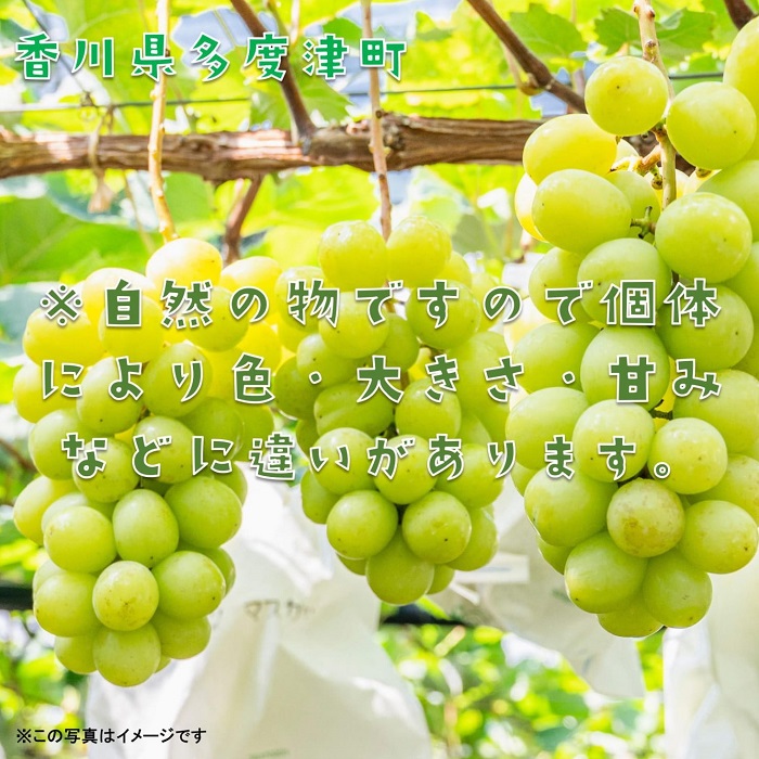 ã·ã£ã€ã³ãã¹ã«ããçŽ1.2kgïŒ2ïœ3æ¿å
¥ãïŒã什å8幎8æäžæ¬çºéïŒäºçŽåä»äžããB-13ã