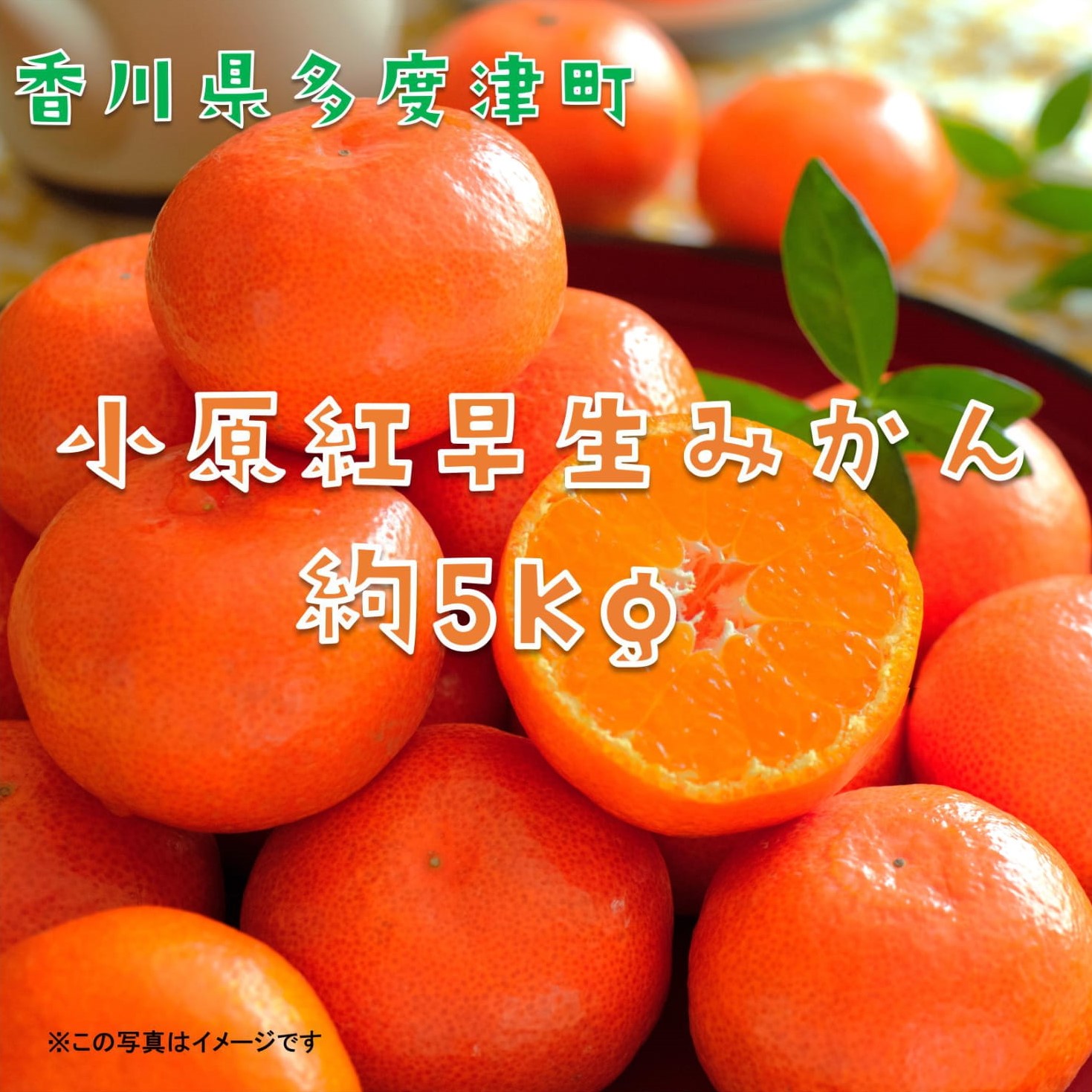 『小原紅早生みかん』約５kg【予約受付中！令和7年11月下旬より発送！】【A-32】