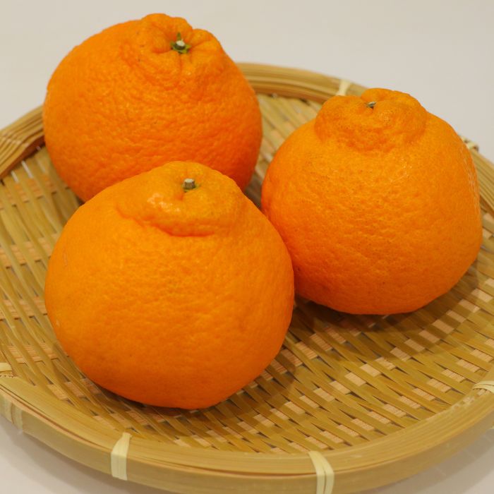 不知火（デコポン）2.7kg【予約受付中！令和8年3月上旬頃より発送！】【A-116】