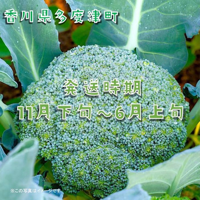 繝悶Ο繝繧ウ繝ェ繝シ邏2.5kg縲繧オ繧、繧コ縺翫∪縺九○縲伸-70縲