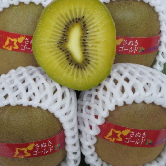 さぬきゴールド キウイフルーツ 1.2kg化粧箱入り【予約受付中！令和8年10月中旬頃より発送！】【A-113】