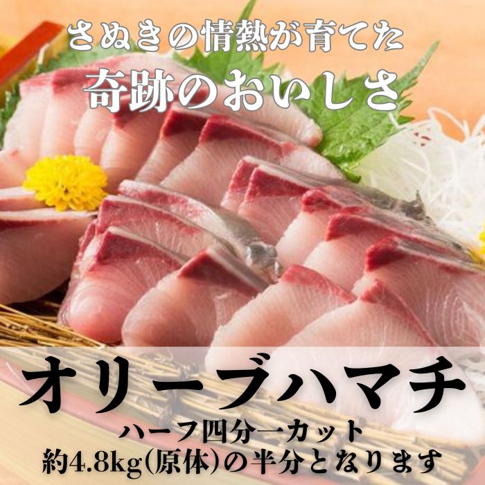 オリーブハマチ ハーフ（四分一カット）【予約受付：令和7年10月中旬頃から出荷開始！】【B-812】