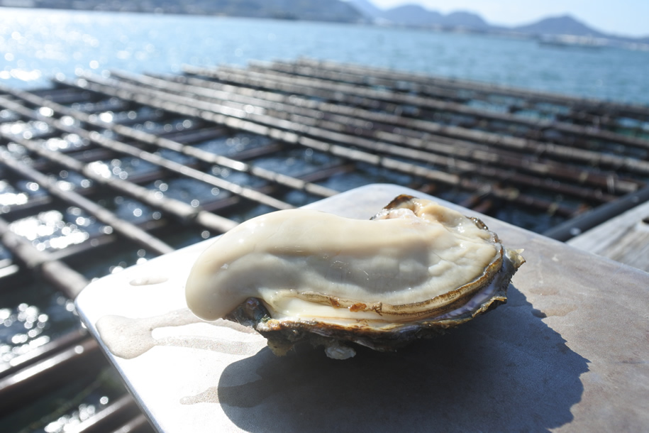 çœæ¹ç£ããããããç¡è £ããã身ïŒå ç±çšïŒïŒäºçŽåä»äžïŒæ¬ã«ãå±ãïŒ2025幎12æäžæ¬é ããæééå®åºè·ïŒïŒãA-12ã