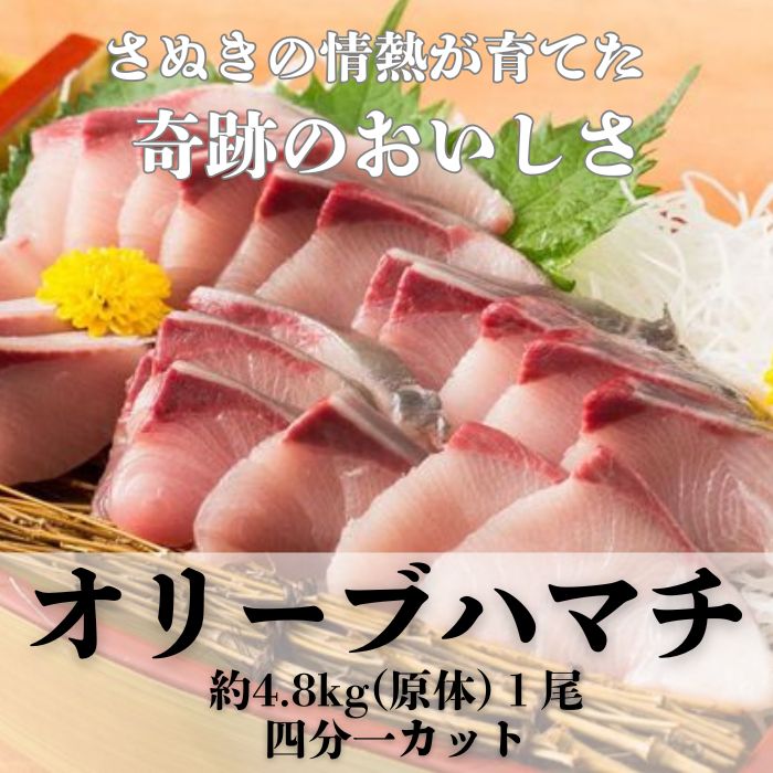 オリーブはまち１本まるごと（四分一カット）【予約受付：令和7年10月中旬頃から出荷開始！】【C-313】