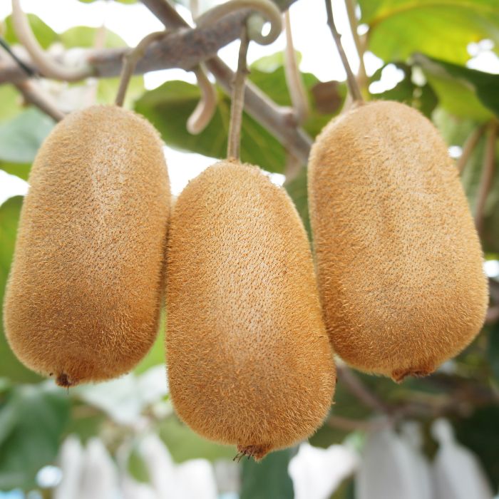 【全4回フルーツ定期便】さぬきゴールドと小原紅早生みかんと香緑と不知火【E-9】