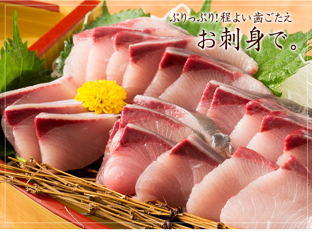 オリーブはまち１本まるごと【予約受付：令和7年10月中旬頃から出荷開始！】【C-311】