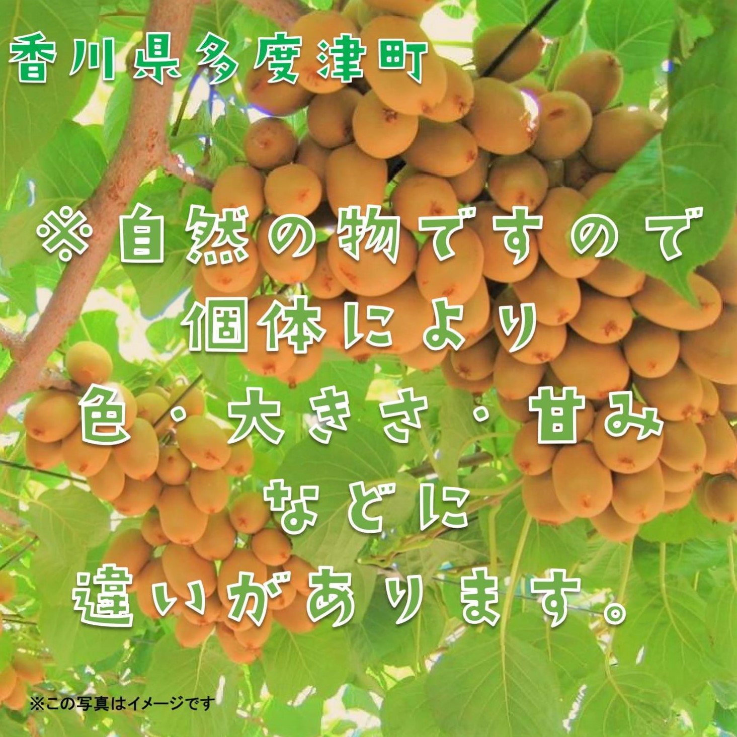 香川県オリジナルキウイフルーツ「さぬきキウイっこ約1.3kg【予約受付中！令和8年11月上旬頃から発送】【A-46】