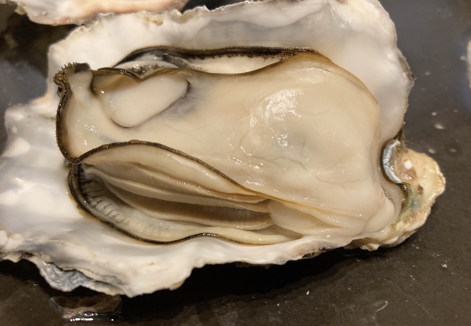 殻付活牡蠣カンカン焼セット4kg(加熱用)【予約受付中：旬にお届け！2026年2月末頃から期間限定出荷！】【B-7】