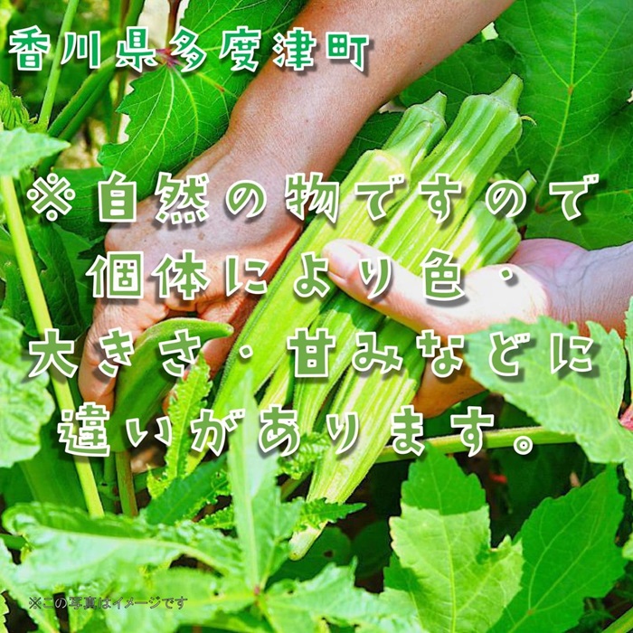 繧ェ繧ッ繝ゥ邏3kg繝舌Λ隧ー繧シ医o縺代≠繧奇シ峨植-145縲