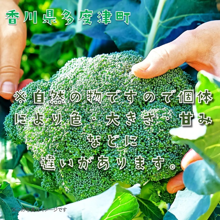 繝悶Ο繝繧ウ繝ェ繝シ縲險ウ縺ゅj邏4.5kg縲繧オ繧、繧コ縺翫∪縺九○縲植-142縲