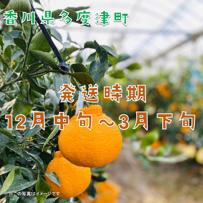 不知火（デコポン）ハウス栽培 約3kg【予約受付中！令和8年12月下旬頃～】【B-32】