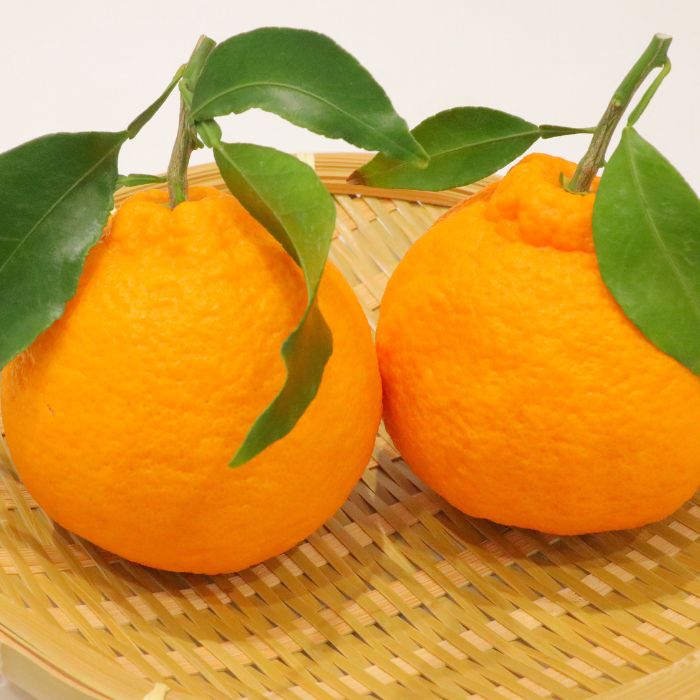 ハウス不知火（デコポン） 2.7kg【予約受付中！令和8年1月上旬頃より発送！】【A-115】