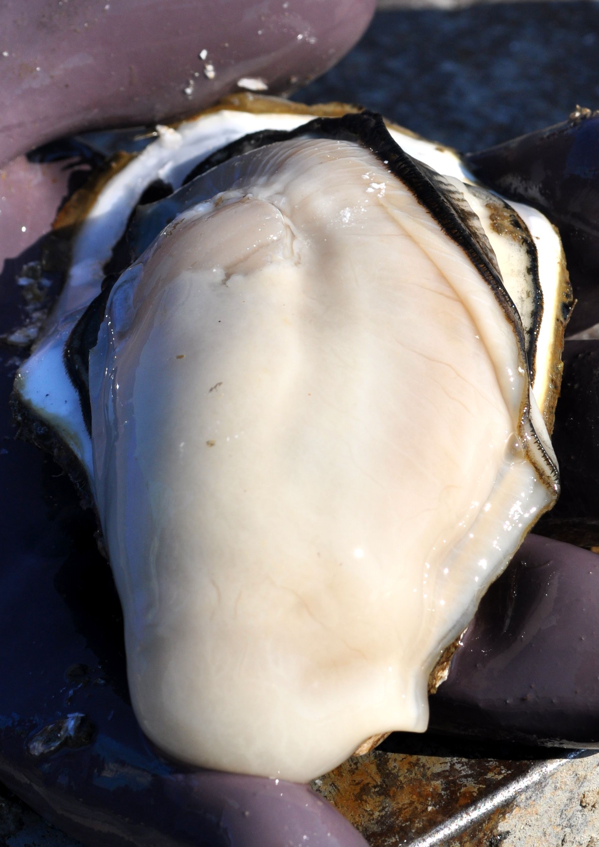 çœæ¹ç£ããããããç¡è £ããã身ïŒå ç±çšïŒïŒäºçŽåä»äžïŒæ¬ã«ãå±ãïŒ2025幎12æäžæ¬é ããæééå®åºè·ïŒïŒãA-12ã