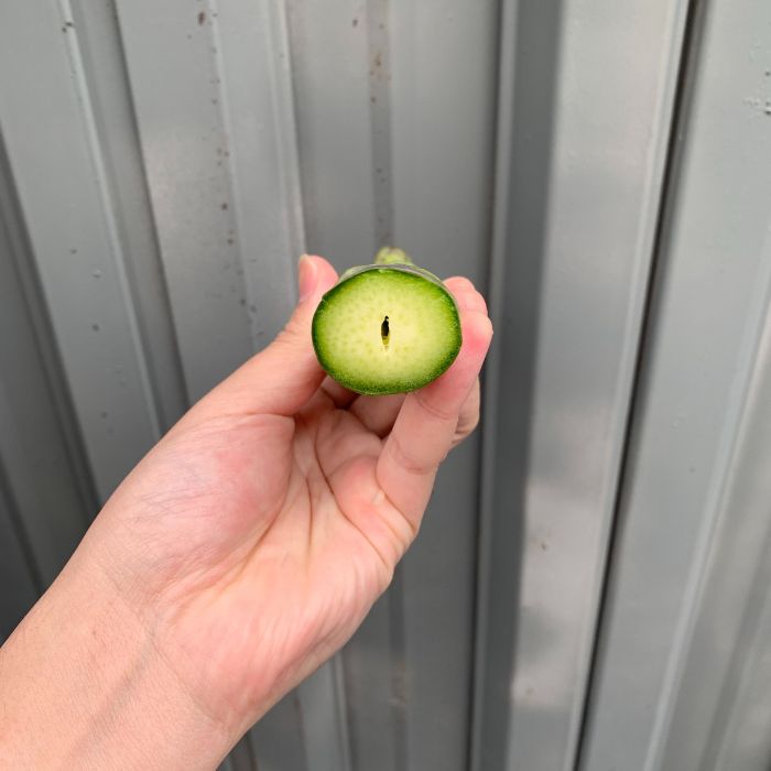 個性アスパラ（L-2L混合）さぬきのめざめ1kg (訳あり)【予約受付：令和8年3～4月頃から順次発送】【L-14】