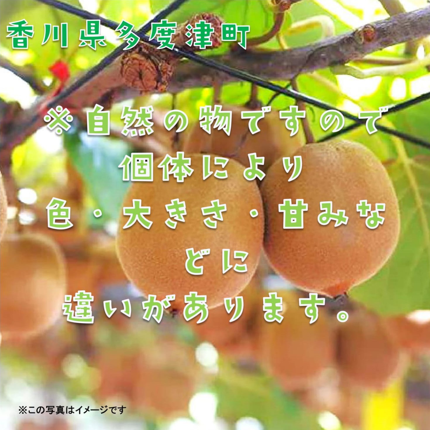 香川県オリジナルキウイフルーツ『さぬきゴールド』約3kg【予約受付中！令和8年10月中旬頃から発送】【B-17】
