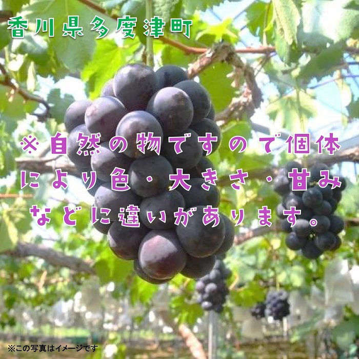 ハウスピオーネ　約２kg【令和8年7月下旬発送！予約受付中】【B-15】