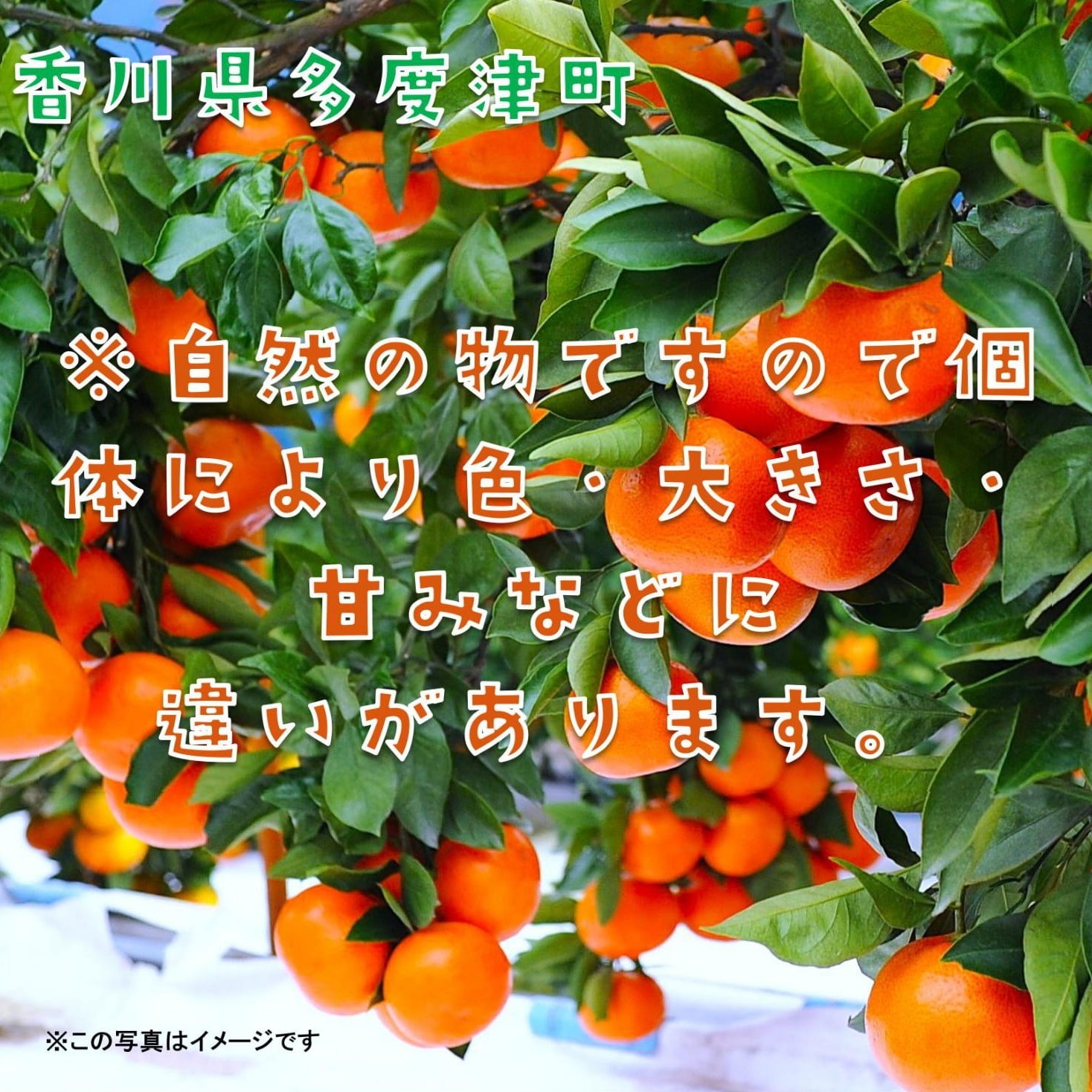 越冬小原紅早生みかん』約3kg【予約受付中！令和8年1月中旬より発送