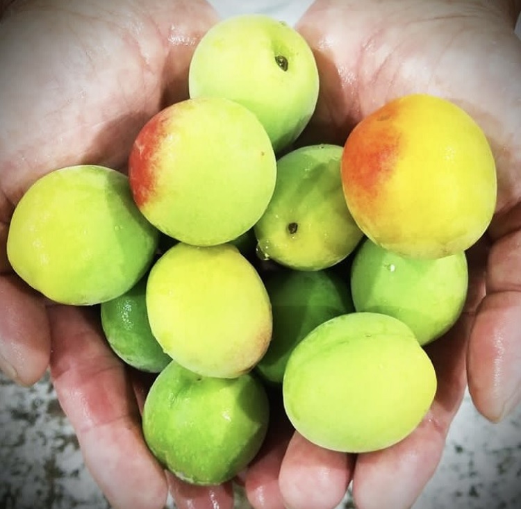 金陵 白下糖梅酒 720ml １本【L-10】