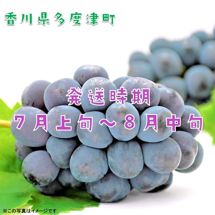 ハウスピオーネ　１房　化粧箱【令和8年7月下旬頃発送!予約受付中!】【A-51】