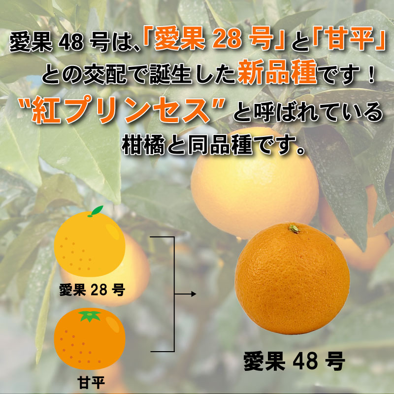 【先行予約】愛果48号 家庭用 お試し1kg(4～5玉)  【2026年3月上旬から発送】 | あいか 新品種 紅まどんな × 甘平 紅プリンセス と同品種 みかん ワケアリ 訳あり B品 柑橘 果物 おすすめ 高級 人気 お取り寄せ グルメ ギフト 期間 ご当地 愛媛県 松山市 蓮果園
