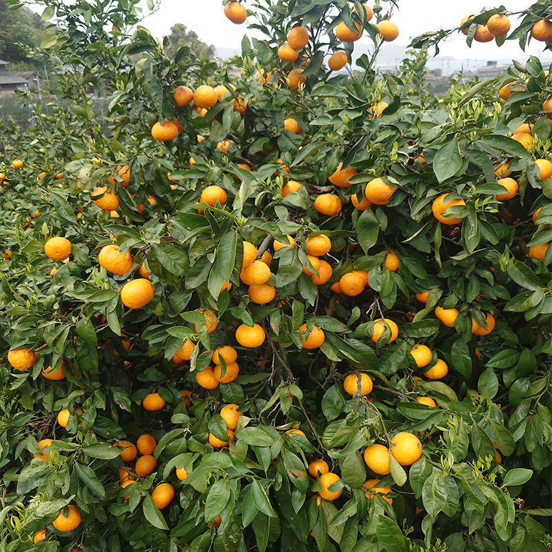 【2026年5月から発送】春 みかん カラマンダリン 家庭用 5kg｜みかん 蜜柑 旬 わけあり 訳あり 甘い 柑橘 果物 フルーツ 糖度 愛媛 松山