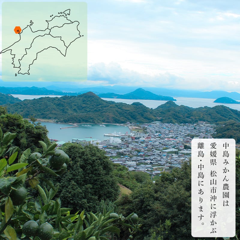 【2026年3月から発送予定】 愛果48号 小玉 2kg 愛媛県 中島産 |あいか 家庭用 先行予約 高級 蜜柑 ミカン みかん ジューシー 甘い  柑橘  人気 お取り寄せ  期間 数量 限定 愛媛 松山