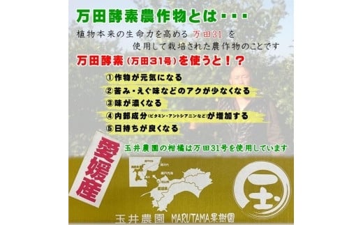 【先行予約】【2025年2月上旬頃発送】玉井農園のいよかん 10kg（3L～Lサイズ） 愛媛 みかん 蜜柑 柑橘 いよかん フルーツ 伊予柑 愛媛県 松山市