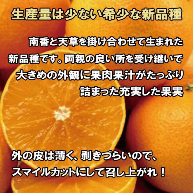 【順次発送中】訳あり 家庭用 愛果28号 約5kg あいか みかん 柑橘 紅まどんな と同品種 愛媛県 松山市