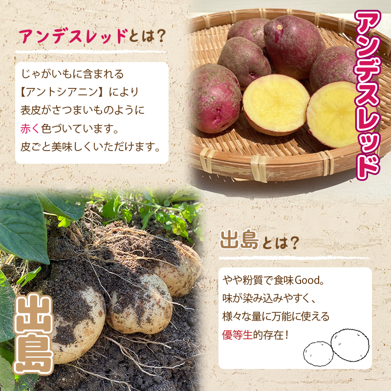 【自然栽培】じゃがいも詰め合わせ 出島 10kg | 愛媛産じゃがいも 野菜 旬 自然 季節限定 時期限定 数量限定 和泉農園 愛媛県 松山市