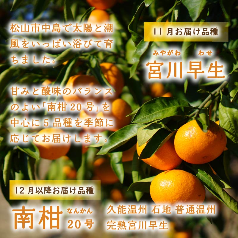 【2026年11月下旬頃から順次発送】訳あり 温州みかん 10kg | みかん ミカン 蜜柑 南柑20号 みかん 数量限定 みかん 愛媛県産 みかん 松山市 みかん 中島 みかん 温州みかん みかん 蜜柑 温州みかん ミカン みかん 旬 温州みかん
