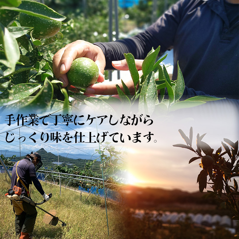 【2027年2月上旬頃から順次発送】甘平 家庭用 1kg　4～5玉 お試しサイズ Sから4Lサイズ混合  | 柑橘 みかん 蜜柑 果物 くだもの フルーツ おすすめ 国産 お取り寄せ グルメ ギフト 期間限定 数量限定 ご当地 愛媛 松山 蓮果園