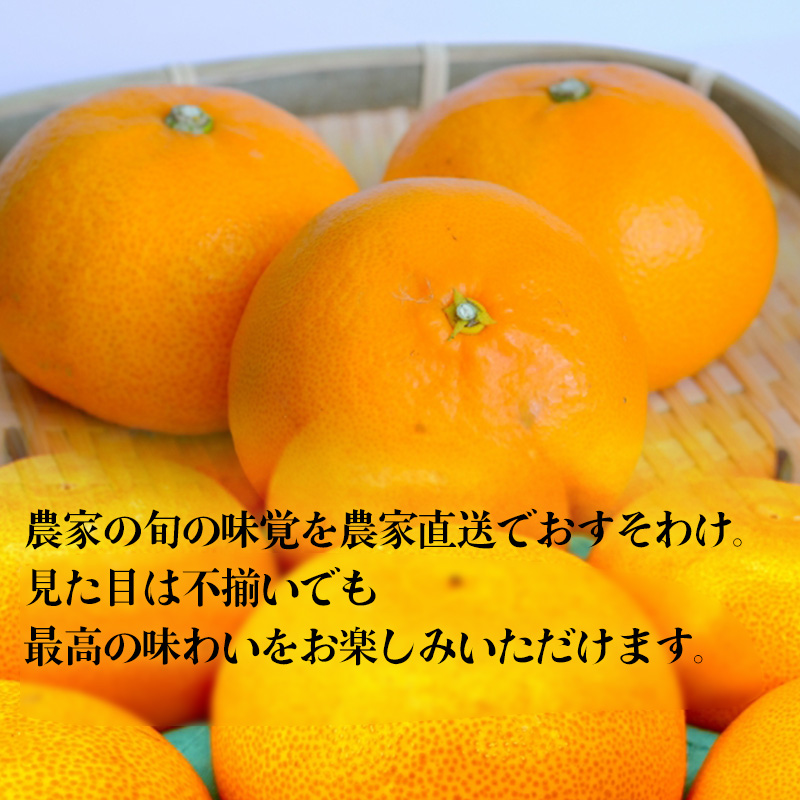 【2027年2月下旬から順次発送】せとか B品 家庭用 2.5kg | セトカ みかん 蜜柑 柑橘 甘い 高級 果物 フルーツ おすすめ 人気 愛媛三大柑橘（ 紅まどんな せとか 甘平 ） 愛媛 松山