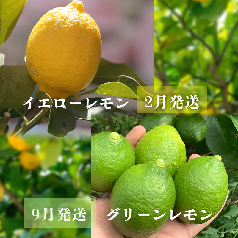 【先行予約】 【イエローレモン】 【 2026年1月上旬から発送】 約5kg 防腐剤 ワックス 不使用｜ 訳あり レモン 檸檬 完熟 柑橘 酸味 国産 愛媛県産 訳あり 新鮮 愛媛 松山