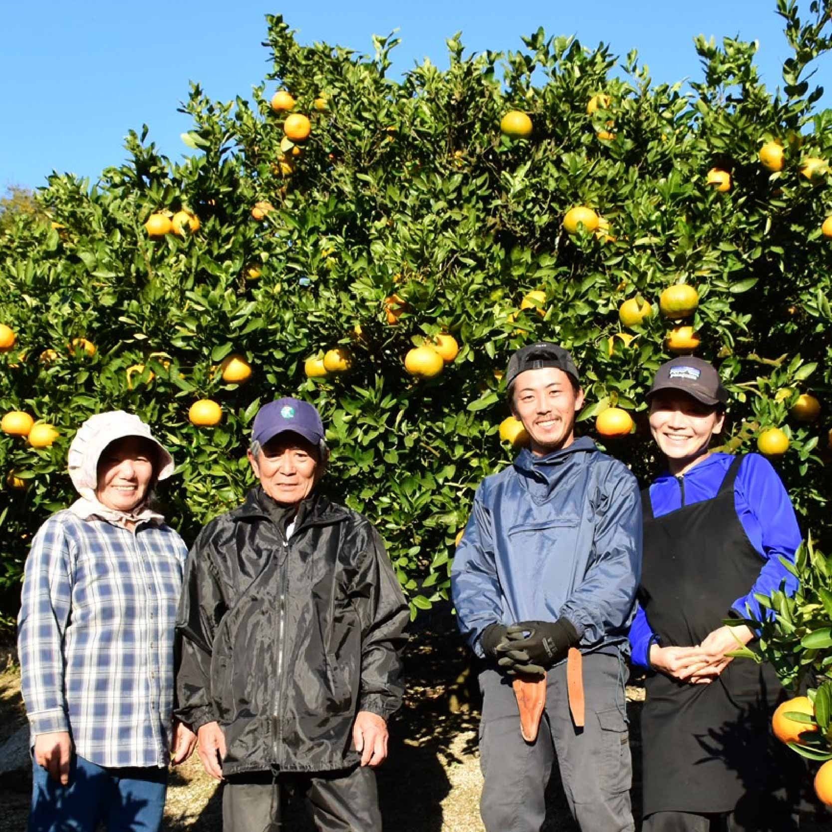 【先行予約】 いよかん 宮内伊予柑 5kg 2024年度 みかん 5kg みかん 愛媛 みかん 松山 みかん 農家直送 みかん 不揃い いよかん 家庭用 柑橘 愛媛 松山 北条 果物 フルーツ 産地直送 みかん 農園直送