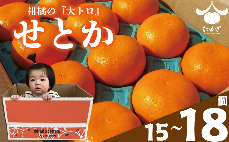 【愛媛県産】せとか 15個~18個入り ( サイズ：4L~3L ) ＜2月下旬～発送予定＞ 柑橘 みかん せとか セトカ 果物 くだもの フルーツ おすすめ 高級 人気 お取り寄せ グルメ ギフト 期間限定 数量限定 ご当地 愛媛県 松山市 たかぎ果樹園