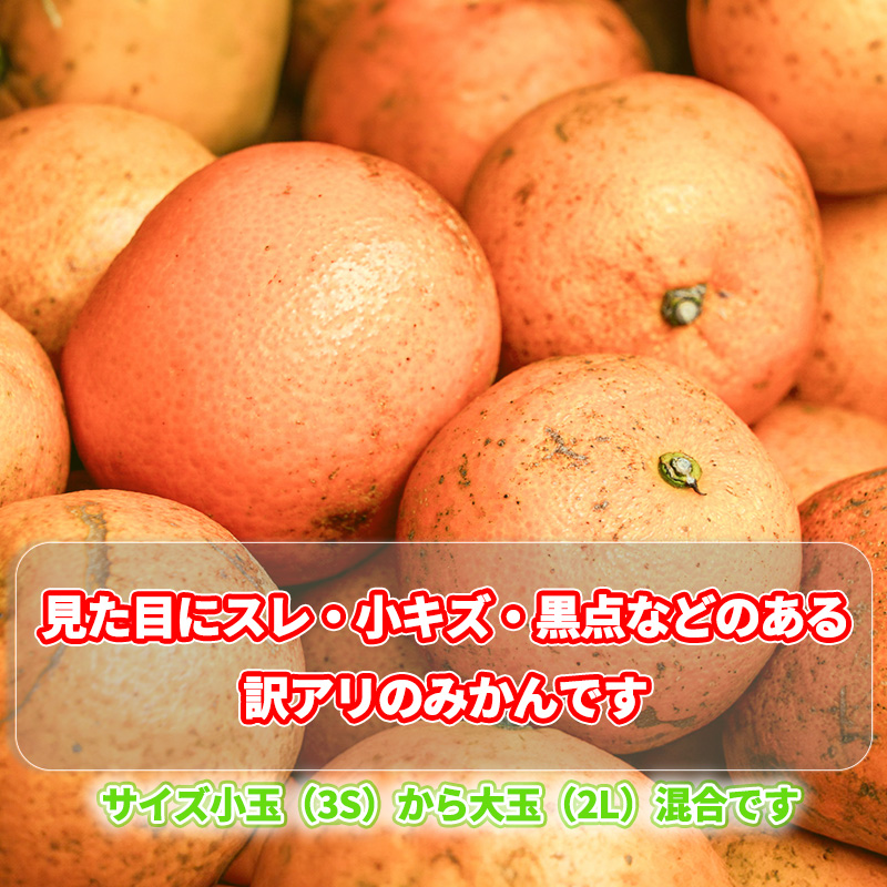 【2026年11月下旬頃から順次発送】訳あり 温州みかん 10kg | みかん ミカン 蜜柑 南柑20号 みかん 数量限定 みかん 愛媛県産 みかん 松山市 みかん 中島 みかん 温州みかん みかん 蜜柑 温州みかん ミカン みかん 旬 温州みかん