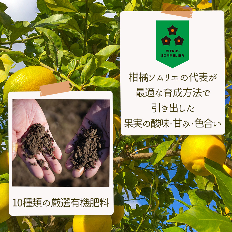 【先行予約】 【イエローレモン】 【 2026年1月上旬から発送】 約5kg 防腐剤 ワックス 不使用｜ 訳あり レモン 檸檬 完熟 柑橘 酸味 国産 愛媛県産 訳あり 新鮮 愛媛 松山