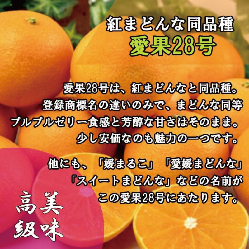 【順次発送中】訳あり 家庭用 愛果28号 約5kg あいか みかん 柑橘 紅まどんな と同品種 愛媛県 松山市