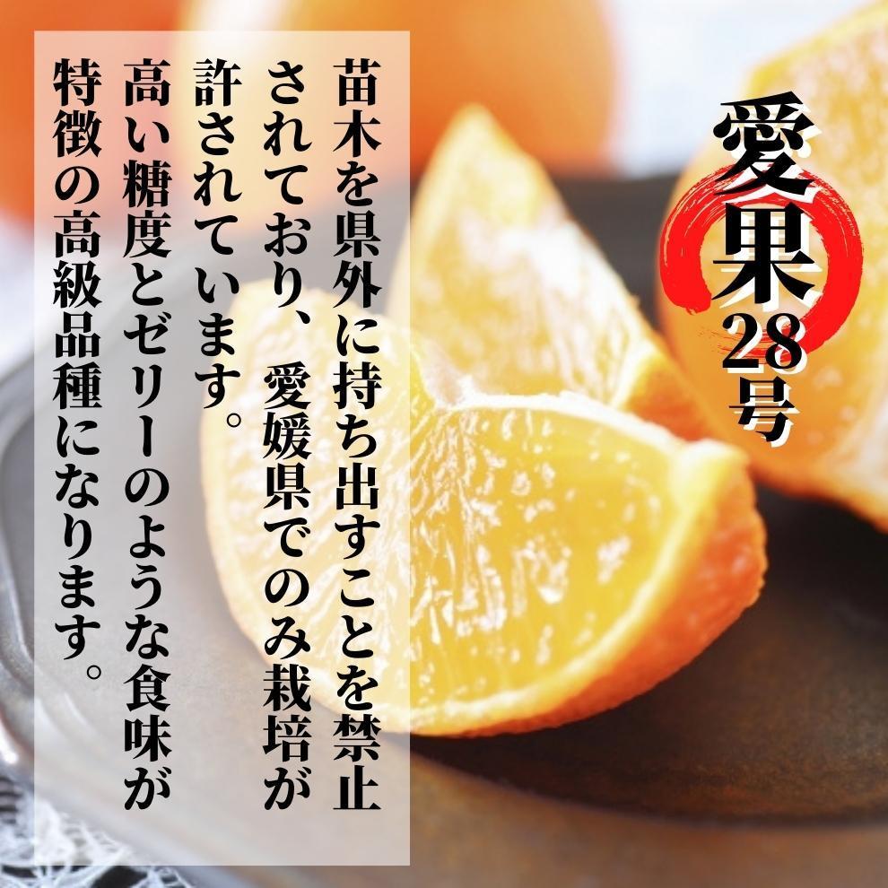 ã2026幎12æé ããé æ¬¡çºéãææ28å· (çŽ
ãŸã©ã㪠ãšååçš®) çŽ1.5kg ç§~åªå | ã¿ãã å
è¡äºçŽ èæ ææ© æç© ãã ãã® ãã«ãŒã ãåãå¯ã ã°ã«ã¡ æééå® æ°ééå® äººæ° ãããã æåªç æŸå±±åž