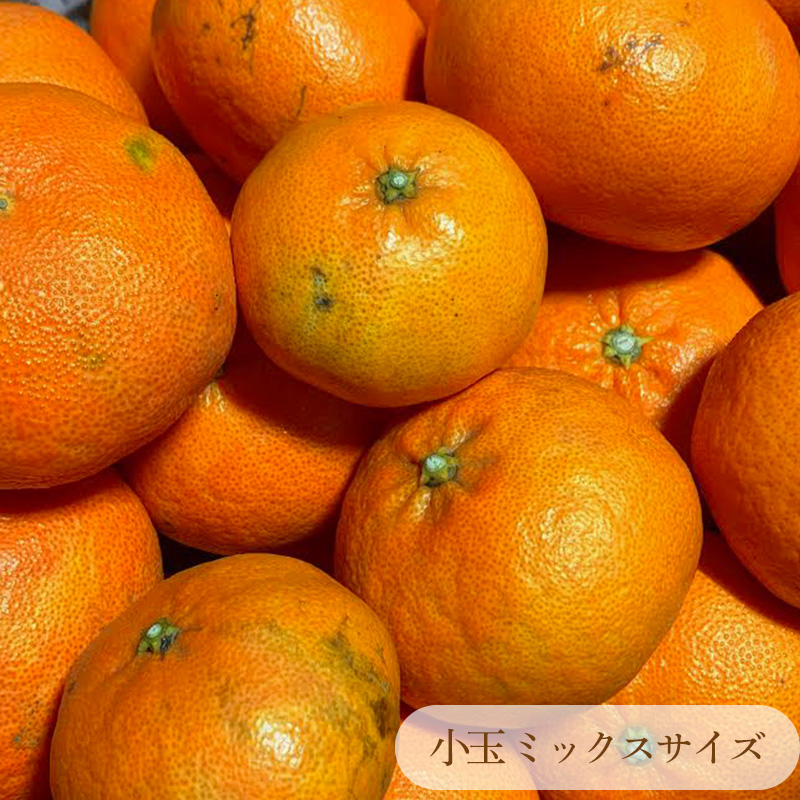 【2027年2月上旬頃から順次発送】甘平 家庭用 1kg　4～5玉 お試しサイズ Sから4Lサイズ混合  | 柑橘 みかん 蜜柑 果物 くだもの フルーツ おすすめ 国産 お取り寄せ グルメ ギフト 期間限定 数量限定 ご当地 愛媛 松山 蓮果園