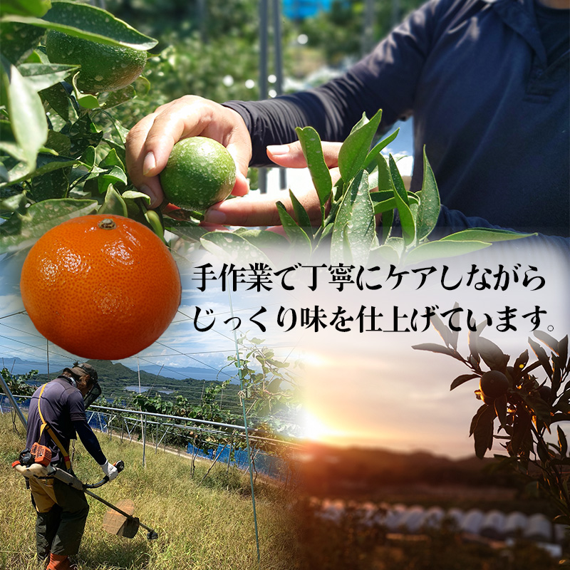 【2027年2月下旬から順次発送】せとか B品 家庭用 2.5kg | セトカ みかん 蜜柑 柑橘 甘い 高級 果物 フルーツ おすすめ 人気 愛媛三大柑橘（ 紅まどんな せとか 甘平 ） 愛媛 松山