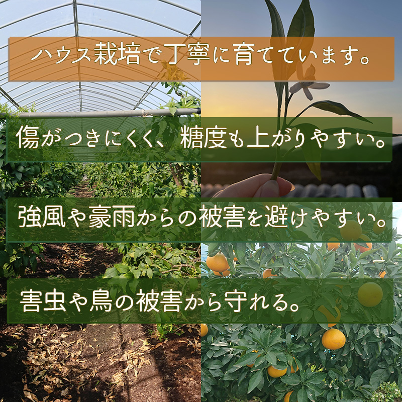 【先行予約】愛果48号 家庭用 お試し1kg(4～5玉)  【2026年3月上旬から発送】 | あいか 新品種 紅まどんな × 甘平 紅プリンセス と同品種 みかん ワケアリ 訳あり B品 柑橘 果物 おすすめ 高級 人気 お取り寄せ グルメ ギフト 期間 ご当地 愛媛県 松山市 蓮果園