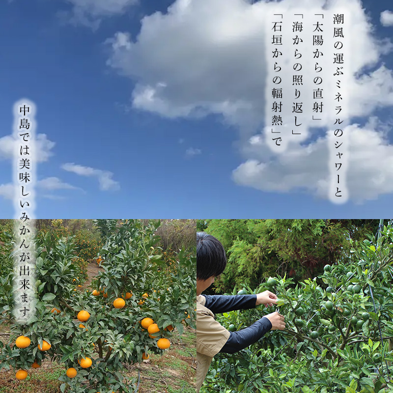 【2026年3月から発送】 せとか  訳あり 5kg ｜ セトカ みかん 蜜柑 柑橘 高級 わけあり 訳あり 甘い みかん 柑橘 愛媛 糖度 せとか 愛媛三大柑橘（ 紅まどんな せとか 甘平 ） 愛媛 松山 中島みかん農園