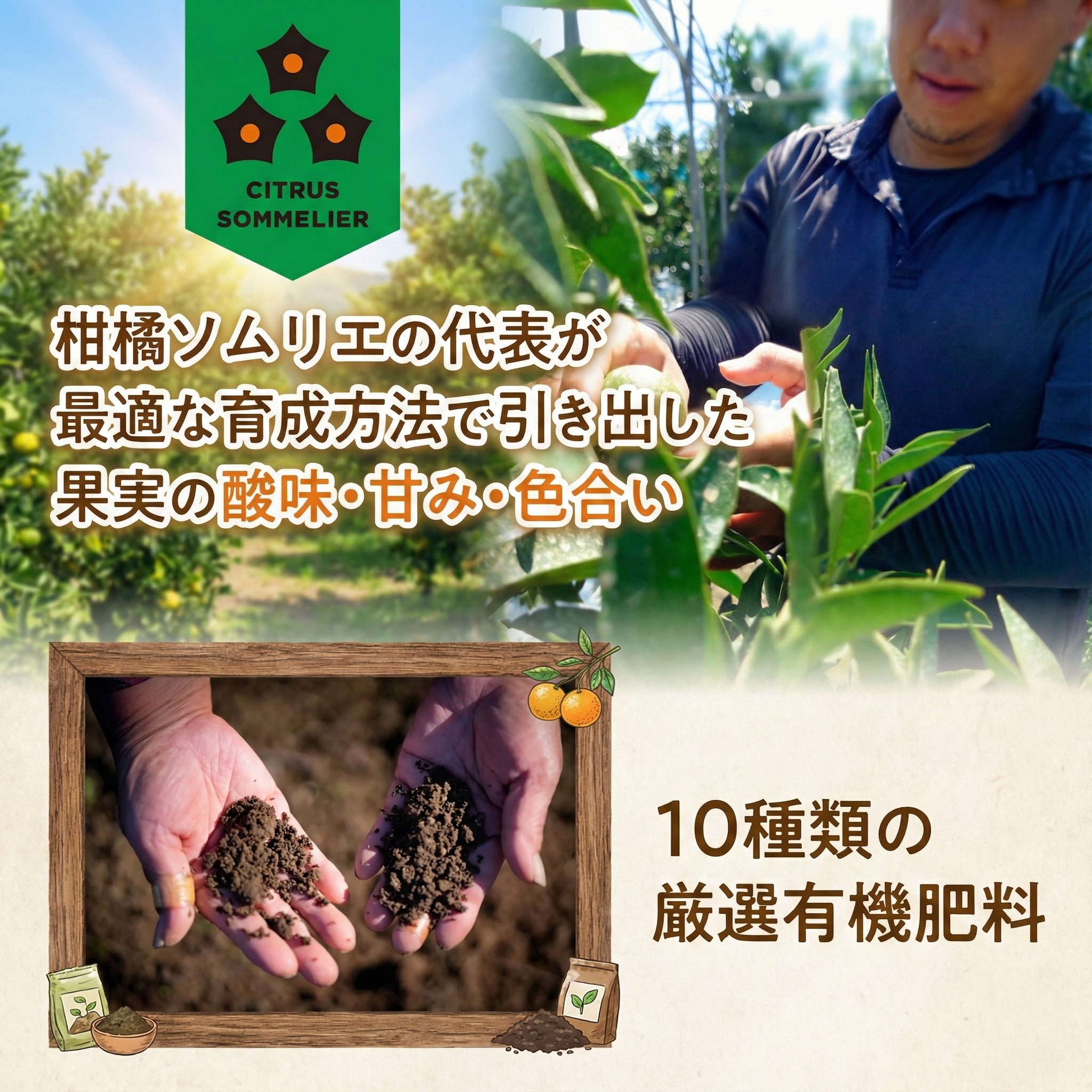 【2027年2月下旬から順次発送】せとか B品 家庭用 2.5kg | セトカ みかん 蜜柑 柑橘 甘い 高級 果物 フルーツ おすすめ 人気 愛媛三大柑橘（ 紅まどんな せとか 甘平 ） 愛媛 松山