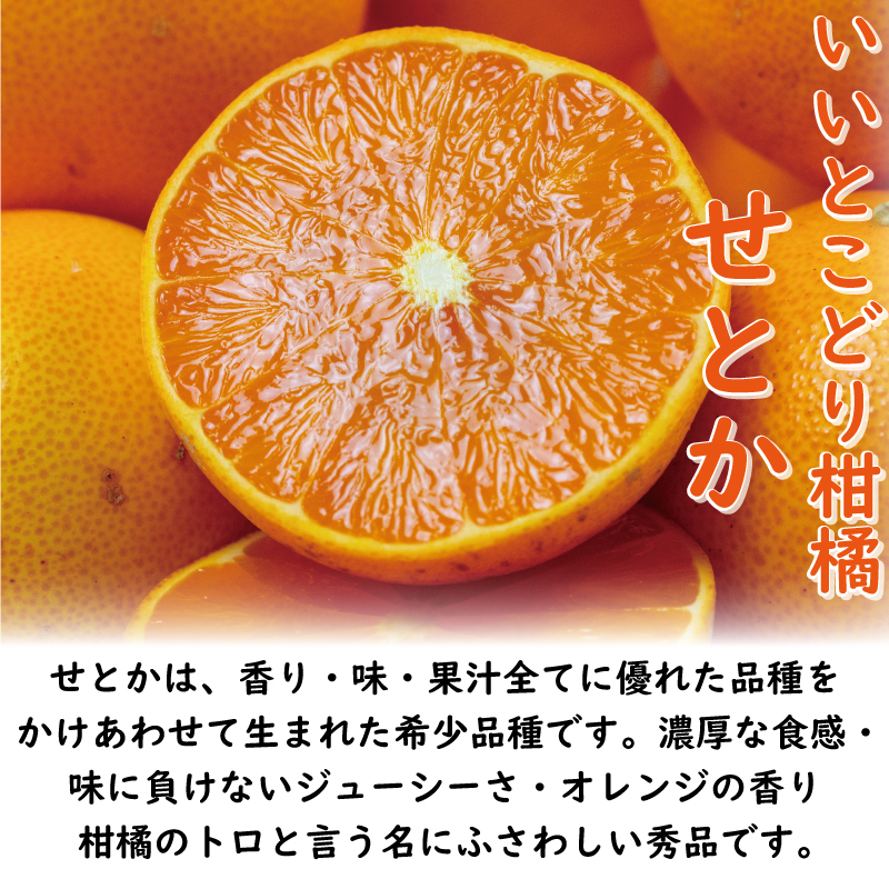 訳あり みかん 家庭用 せとか 約5㎏( 訳あり みかん 訳あり柑橘 訳あり商品 せとか みかん 柑橘 松山 愛媛県 )